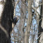 Brown Creeper
