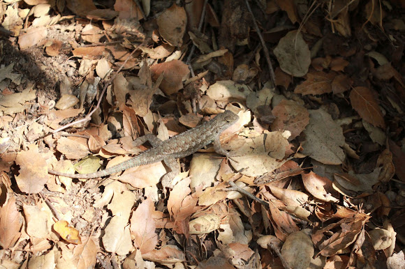 Spotting Image 1