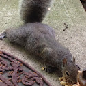 Eastern Gray Squirrel