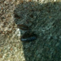 Pillbug (roly-polies)