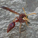 wasp