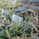 Grahams crayfish snake