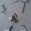 Black-footed Penguin