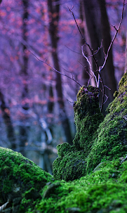 How to install Magic Nature with rain WP lastet apk for pc