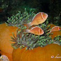 Pink Skunk Clownfish