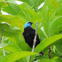 Blue-necked Tanager