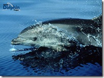 bottlenose dolphins