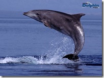 bottlenose dolphins _