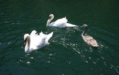 [swans at Cetina river_edited[10].jpg]
