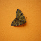 Polilla