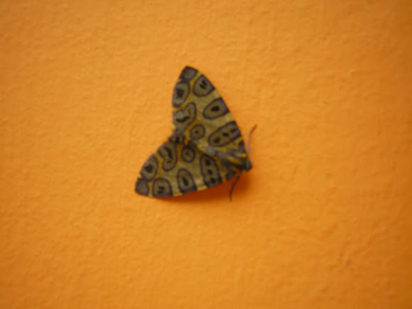 Spotting Image 1