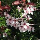 Cherry Plum