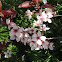 Cherry Plum