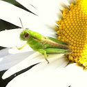Grasshopper