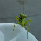 Asian mantis