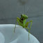 Asian mantis