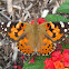 Painted lady