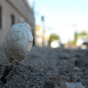 Desert Shaggy Mane (Young)