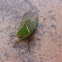 Green Grocer Cicada
