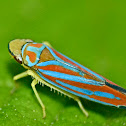 Candy-striped leafhopper