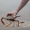 Harbour crab or Sandy swimming crab