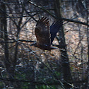 Marsh Harrier - Moták pochop