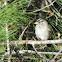 White-crowned Sparrow