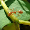 Weaver Ant