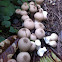 Gemmed puffball