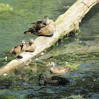 Ducks
