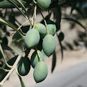 Olive tree