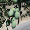 Olive tree