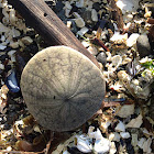 Eccentric Sand Dollar