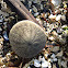 Eccentric Sand Dollar