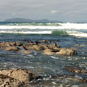 Black & American Oystercatchers