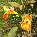 Orange Jewelweed