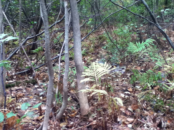 Spotting Image 1