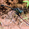 Brook Hooktail