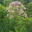 Joe Pye Weed