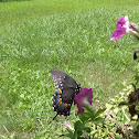 Spicebush Swallowtail