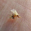 Ant