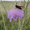 Five Spot Burnet