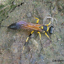 Wasp