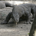 Komodo Dragons