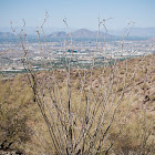 Ocotillo Cactus
