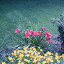 Little Business Daylily
