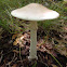 Destroying angel