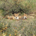 Fox