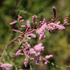 Tamarisk