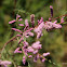 Tamarisk